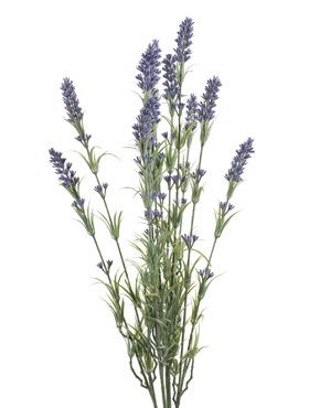 umela-rastlina-levandula-lavender-bush-trs-12-stoniek-v75.jpg, 15kB