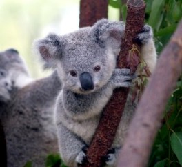 koala