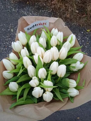 tulipan1.jpg, 57kB