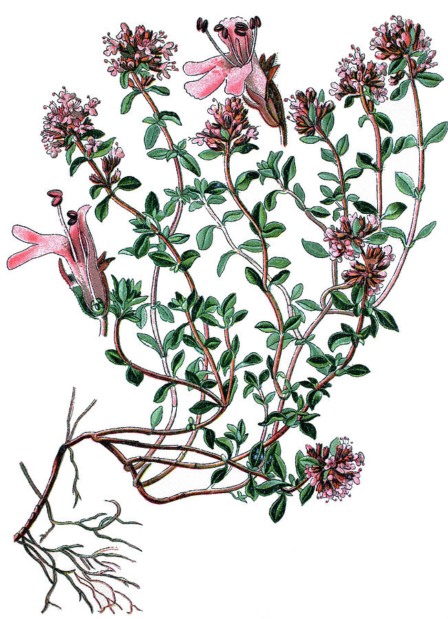 breckland-thyme-wild-thyme-or-creeping-thyme-thymus-serpyllum-bildagentur-online.jpg, 237kB