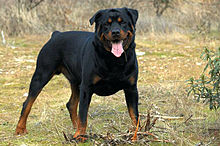 220px-Rottweiler212.jpg, 15kB