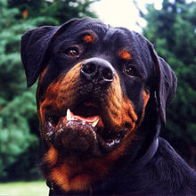 220px-Rottweiler_kopf_3.jpg, 15kB