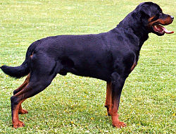 250px-Rottweiler.jpg, 23kB