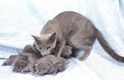 kittens.jpg, 39kB