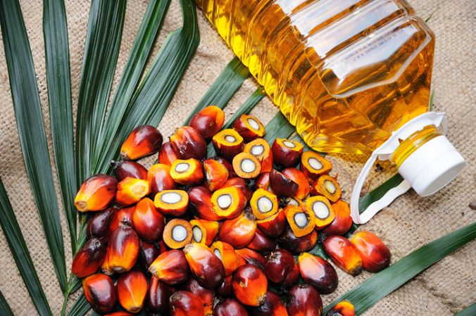 palmov olej je hlavnm dvodom vrubu pralesov