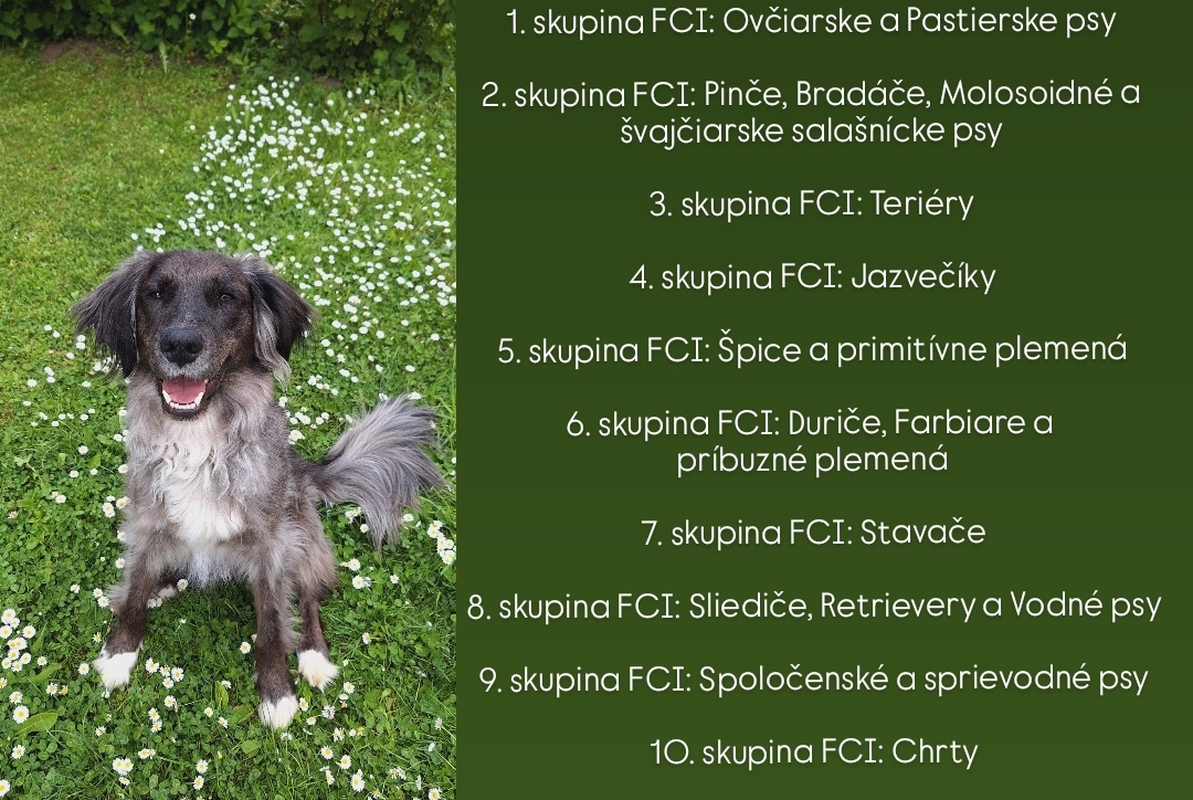 Skupiny FCI