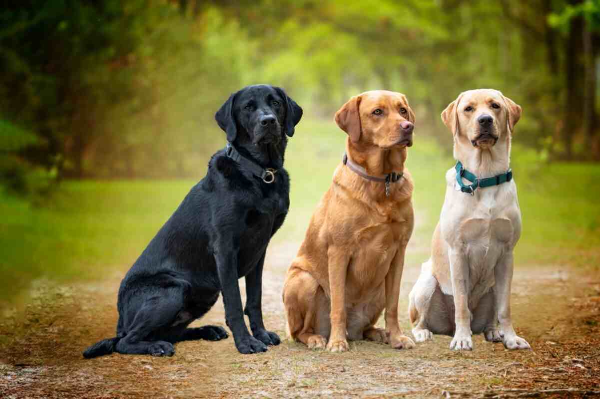 Labradorský retriever