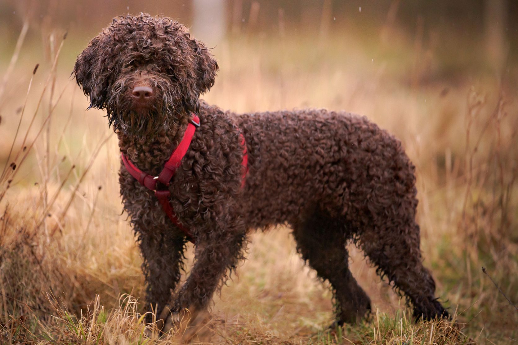 Lagotto