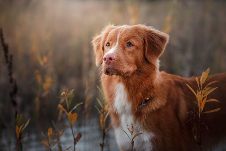 Retriever z nového Škótska