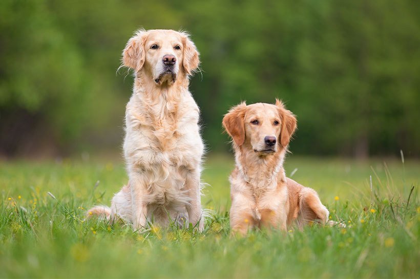 Zlatý retriever