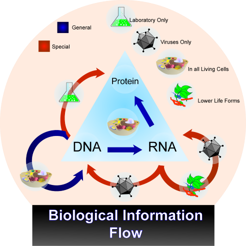 Central dogma of molecular biology