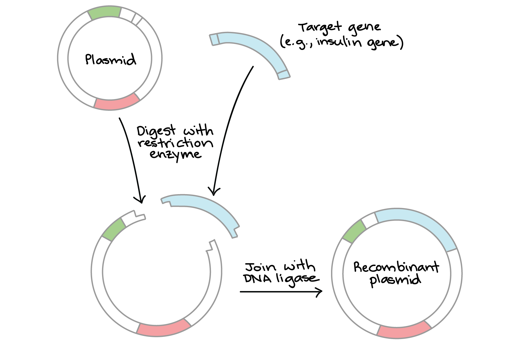 Recombinant plasmid