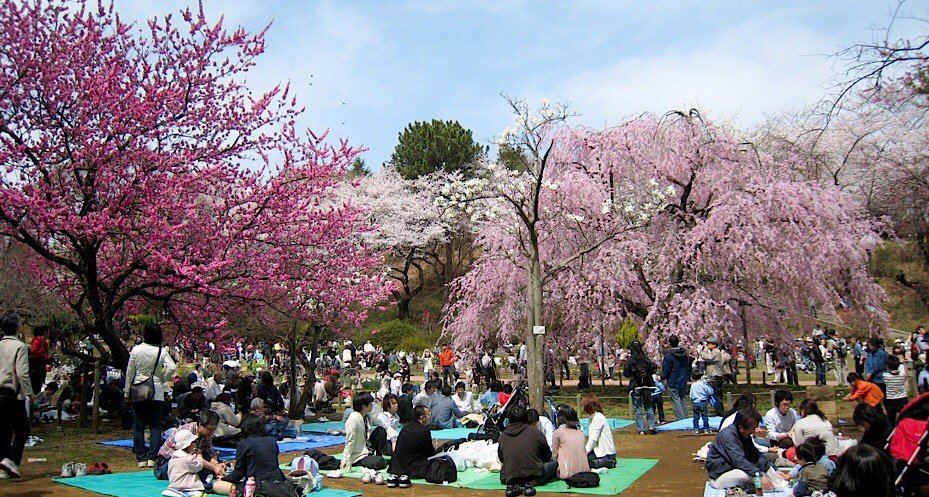 hanami.jpg, 195kB