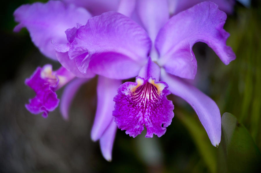 orchidea je fialova
