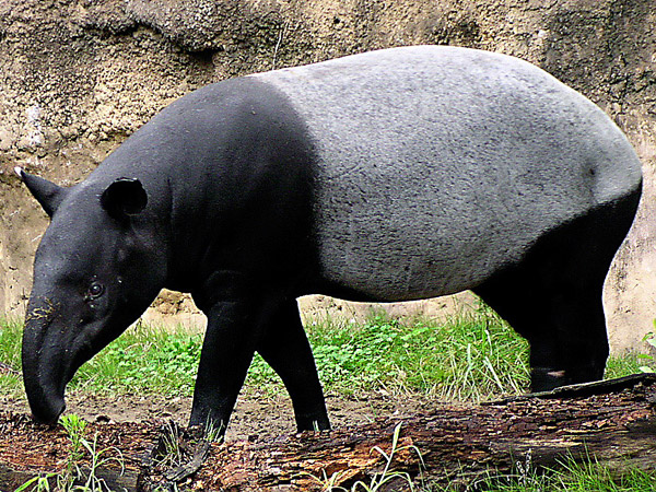 tapir je velmi zvlastne zviera
