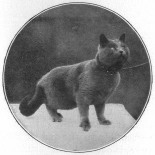 Mačka zo začiatku 20.st.