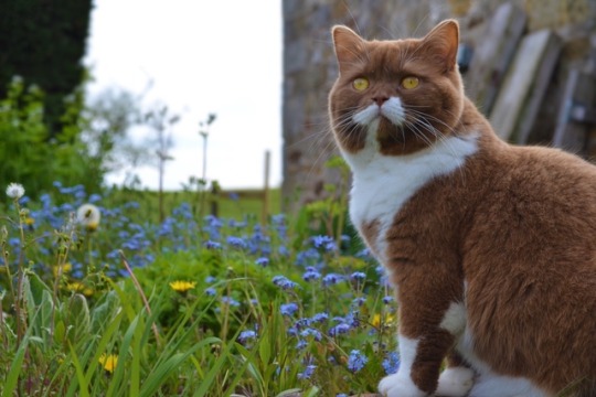 Britská hnedá mačka