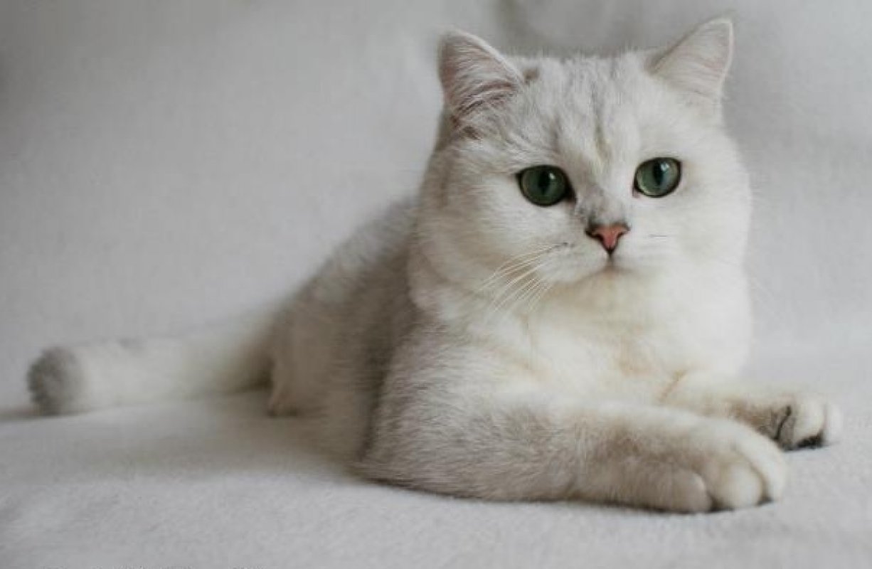 Britská biela mačka