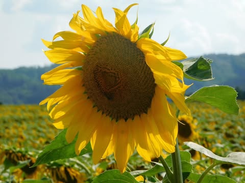 slnecnica