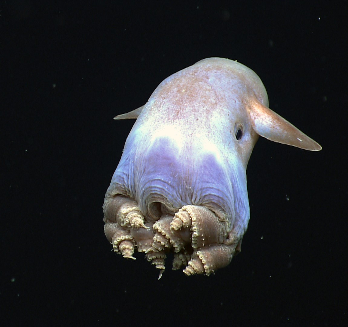 chobotnica dumbo