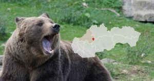 populacia medveda na slovensku