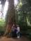Biologická exkurzia - Sekvoja - najmohutnejší strom na svete