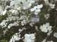 Biologická exkurzia - Nadhárne kvety drieňa floridského