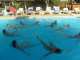 Plavecký výcvik - Akvabely v príprave na súťaž :)